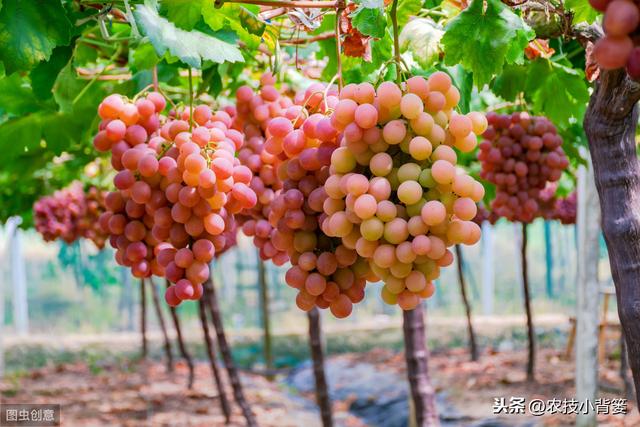 叶面肥使用看似简单，但未必人人能用对！10个方法教你提高肥效