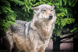 长白山惊世传奇五：新狼王救主被群狼咬断前腿，它把前腿吞下图片