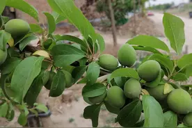 春风吹绿了大地夏雨浇出了果实图片