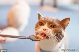 只知道给猫喂罐头是对它好？你了解猫罐头有很多种嘛，小心喂错了图片