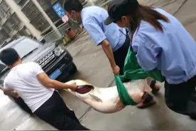 沅陵街头现110斤大鱼，三人吃力抬着走，路人：沅江鱼王图片