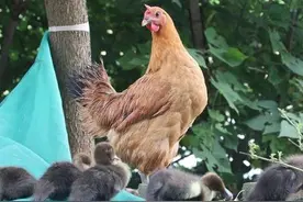 仪征农家一只母鸡为鸭“代劳”孵出11只鸭宝宝图片