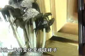 女业主被家里疯长的蘑菇吓哭！网友：换我也会被吓到图片