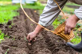蒜什么时候种好？3个区域有差别，优质丰产栽培，农民朋友要分清图片