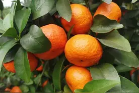【微新生物柑橘种植技术】砂糖橘保花保果原理和实操要点图片