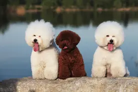 和泰迪犬相比，为什么养比熊犬的这么少？图片