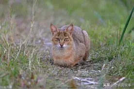 长相和猫很相似，常去村里偷家禽，敢和狗搏斗，如今很少见到图片