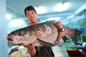 农村一种鱼个头大生长快，一条十几斤，却喜食粪便，如今鲜有人爱图片