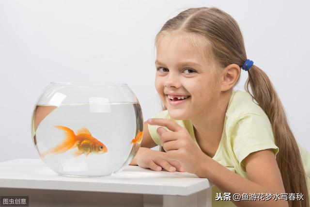 金鱼的鱼鳞有点撑开什么意思