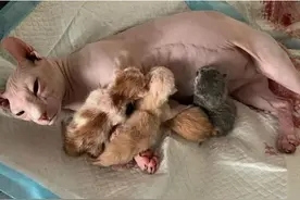 无毛猫生下一窝幼崽，主人看了后不高兴了：这下可亏大了呀图片