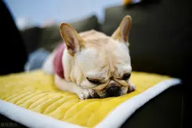 说不出的痛，法斗这样做其实是在向你求救图片