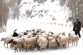 农户手中有20万现金，养牛赚钱还是养羊赚钱？对比之后见分晓图片