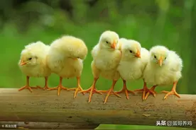 老兽医：1分钟学会雏鸡断喙的方法与要点，农村养鸡人收藏吧图片