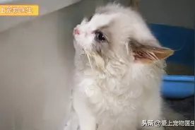 一只患杯状病毒口炎的小布偶，吃不下东西好痛苦图片