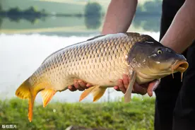 特殊水情、鱼情，需要特殊的作钓思路，详解欧鲤钓安全夹前导系统图片