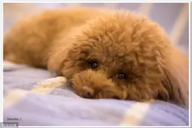 12张图认识泰迪犬，花费少易饲养，新手养狗推荐它图片