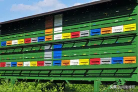 蜜蜂干扰新蜂王，这是怎么回事呢？养蜂专家发现新问题图片