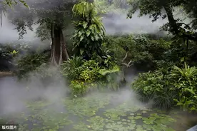 热带雨林景观图片