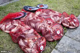 钓鱼切线时卸鱼，钓线结节，竿线搭配三个环节的诱因以及解决方法图片