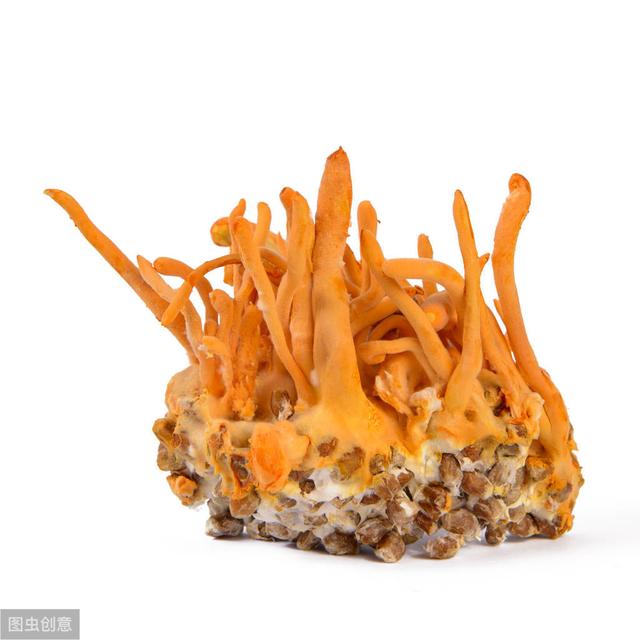 浜哄伐铔硅櫕鑽夋牻鍩规妧鏈紝鑳芥彁鍗囪浌铏崏浜ч噺锛岃繕鑳戒繚鎸佸叾钀ュ吇