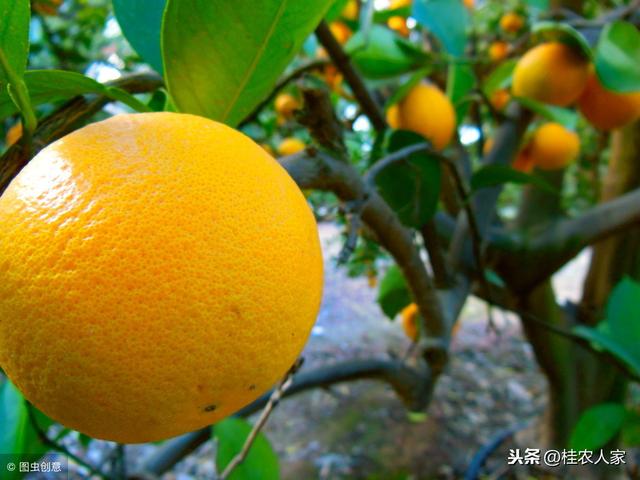 柑橘为什么容易出现中微量元素缺乏？ 怎样矫治柑橘缺素症呢？