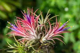 /养花/ 空气凤梨：一种省心省土的神奇植物图片