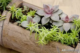趣味竹筒插花-感悟自然禅意之美！图片