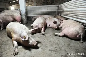 大蒜用得好，猪病来不了，有经验的养户都这样做了图片