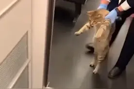 猫咪突破安检上车，被抓后小碎步过于搞笑：我不能回乡探亲？图片