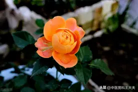 男人到中年以后，如何做好保健养生？图片