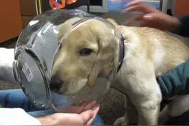 那些吃饭时被困住的动物们，哈哈哈哈哈图片