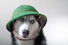 为什么狗子会吃便便？这不是很恶心吗？图片