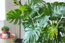 1种养花“万能土”，不花一分钱，自己就能做，比买的土还好用图片