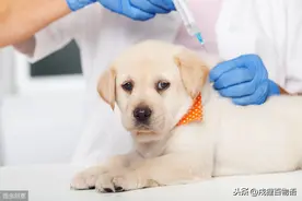 别慌！疫苗真假辨别送你几招图片
