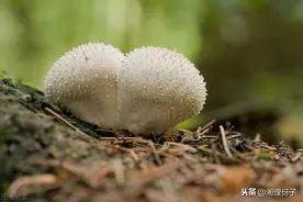 长在农村粪堆上的“白馒头”，曾是上好的“金疮药”，如今难找了图片