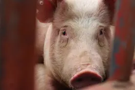 想要治好猪病，泥土里的蚯蚓就是土法良方图片