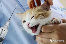 你家“主子”疫苗真的打对了吗？兽医真的懂怎么打吗？图片