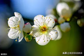 “开花”英语怎么说？可不是open flower！图片