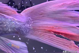 辟谣！观赏鱼烂尾一定是水质不好惹的祸？详解宠物鱼烂尾三大诱因图片