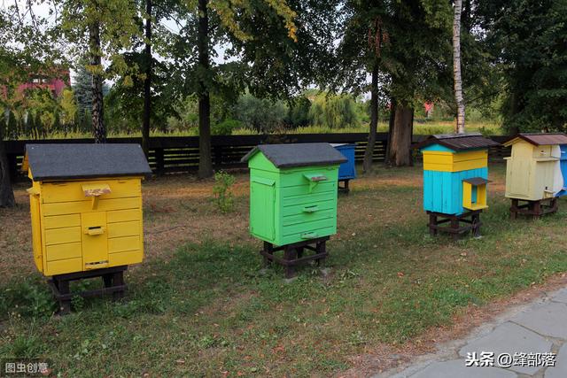 蜜蜂大战蚂蚁攻略（蚂蚁进入蜂群危害怎么办分3种情况）