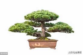 五针松“盆景”桩材，不会养护造型？老师傅这就教你一招图片