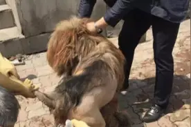养的藏獒不愿意剃毛，男子找来朋友帮忙，看到成果时却直言想哭图片