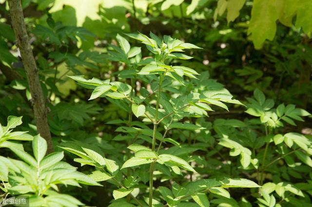 有种作物地，下块茎很像蚕宝宝，在北方栽培居多，你认识吗