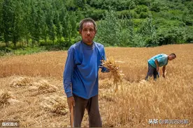 河南6旬农民烈日下割麦，说200元工钱都找不到麦客，啥情况图片