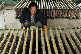 夏秋蚕高产饲养技术，掌握这几点，就可以提升基础产量图片