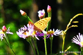 歌曲中的“蝴蝶”：《两只蝴蝶》《酒醉的蝴蝶》图片