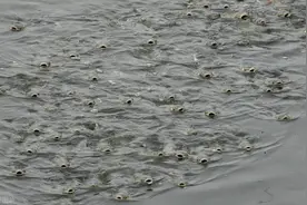 美国人鱼大战！失败告终！亚洲“蛇鱼”入侵蔓延，让美国恐慌图片