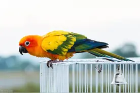 如何判断鹦鹉是否喜欢自己？图片