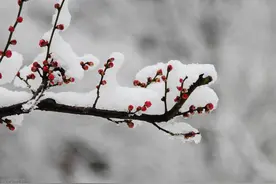中国写诗大会：大雪节气奉上33位老师作品，以敬岁月以暖冬日图片