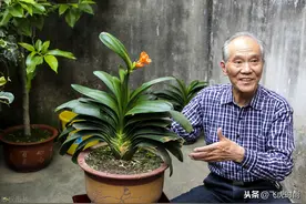 养君子兰要先养好根，三种东西养根又护根，多年经验积累图片